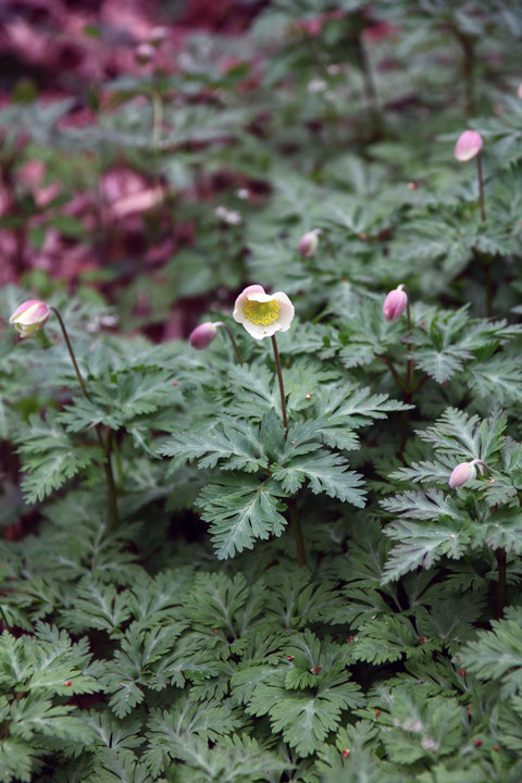 イチリンソウ　これから開花しようとしている花も多く、ちょっと嬉しくなった