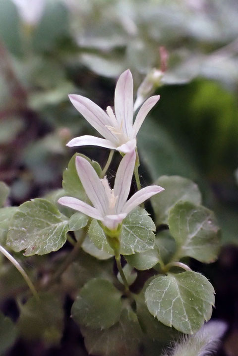 タニギキョウの花は直径9mmほどと小さく、かわいい