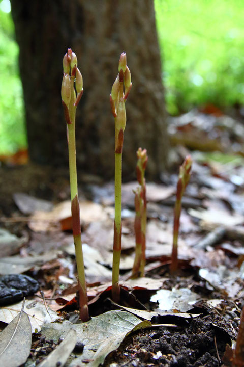 マヤランは、今年は発芽した株数が多いように思える