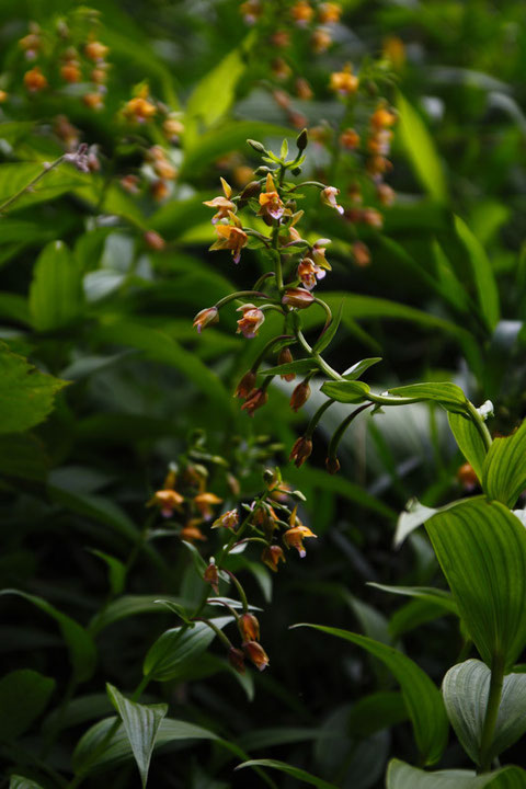 カキラン　2012.06.30　東京都