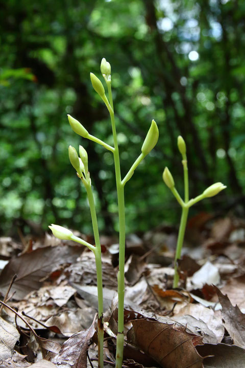 　やや遅れて発芽したサガミランも、元気に成長していて花が楽しみです