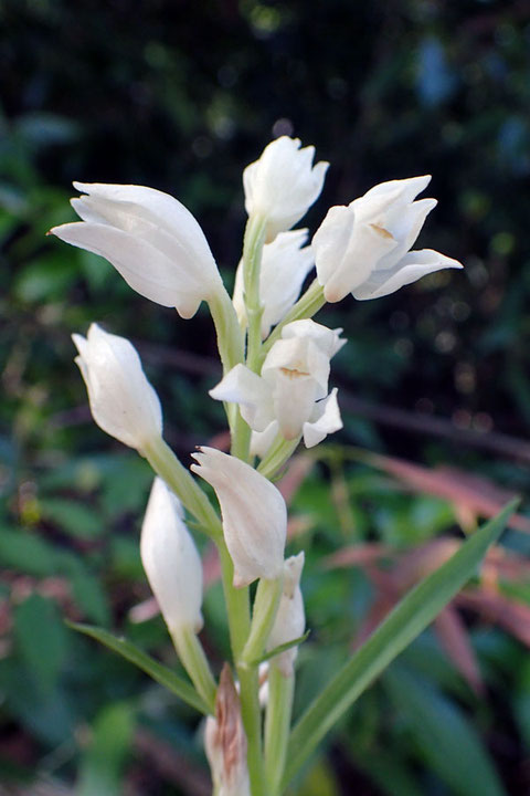 ササバギンランの花の距はあまり目立たない