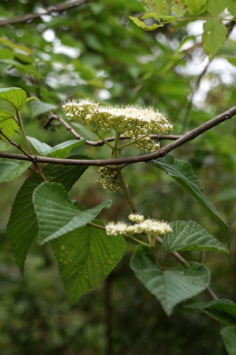 ミズキ (水木)　ミズキ科 ミズキ属　　花序を真横から撮ってみた