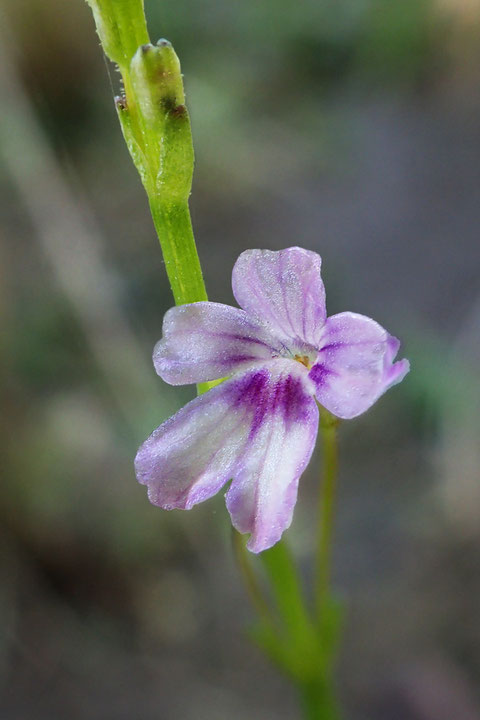 花は長さ4～5mmの唇形。 上唇は浅く2裂、下唇は4裂し、中央の2裂片が大きい