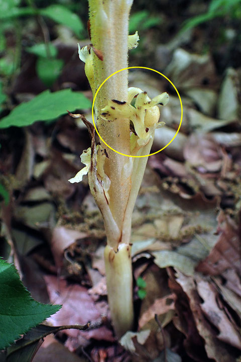 サカネランの茎の基部の様子−２