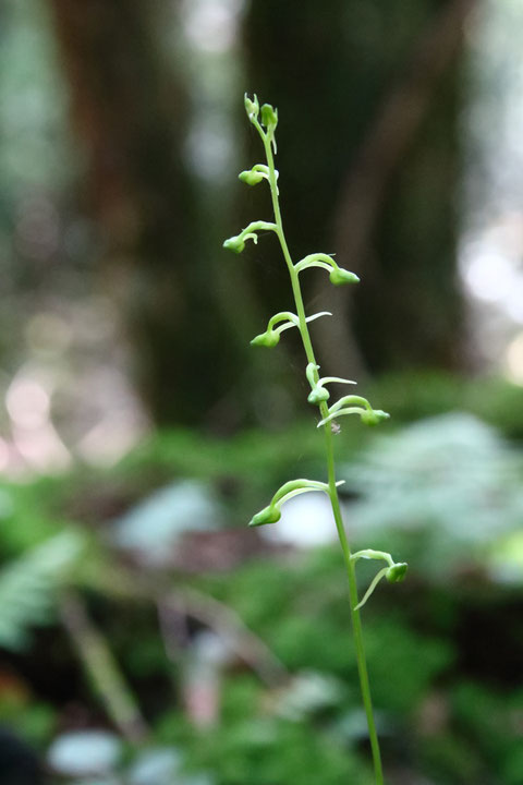 ジンバイソウの花は、まだ蕾でした。　開花まで数日？