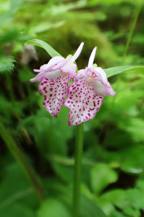 カモメランは根生葉は一つで、通常は2つの花をペアでつけます