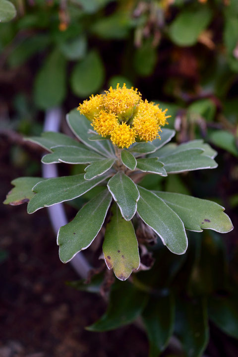 キイシオギク (紀伊潮菊)　キク科 キク属　　お初の花です。イソギクにそっくり