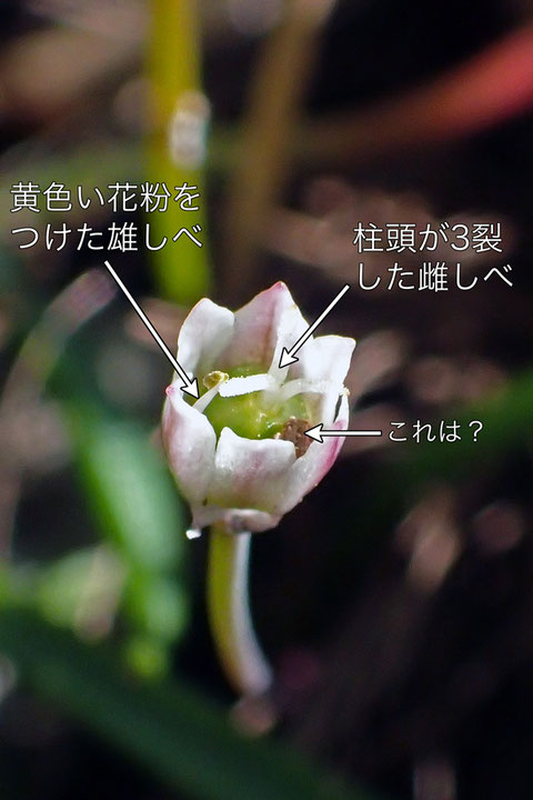 ヒメニラ １個の雄しべが見える花があった！　柱頭もあるので両性花ですね。　お初です。