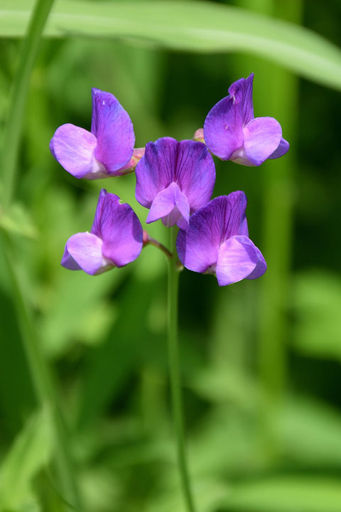 レンリソウの花はマメ科特有の蝶形花で、4〜5個つきます。　気品のある花だと思いました