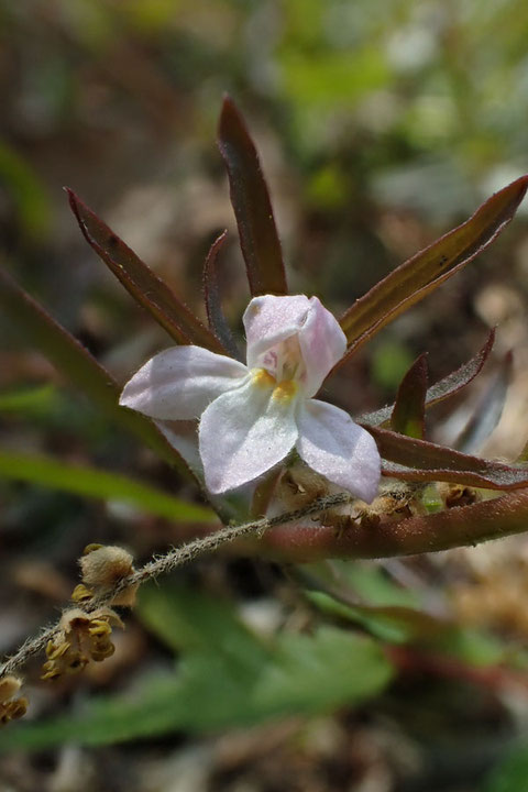 クチナシグサの花　　小さいけど、とてもかわいい花なのです。