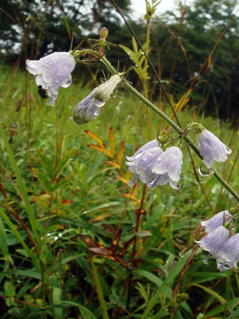 ツリガネニンジンの茎の上部が鹿に喰われた株が多かったが、この株は大丈夫