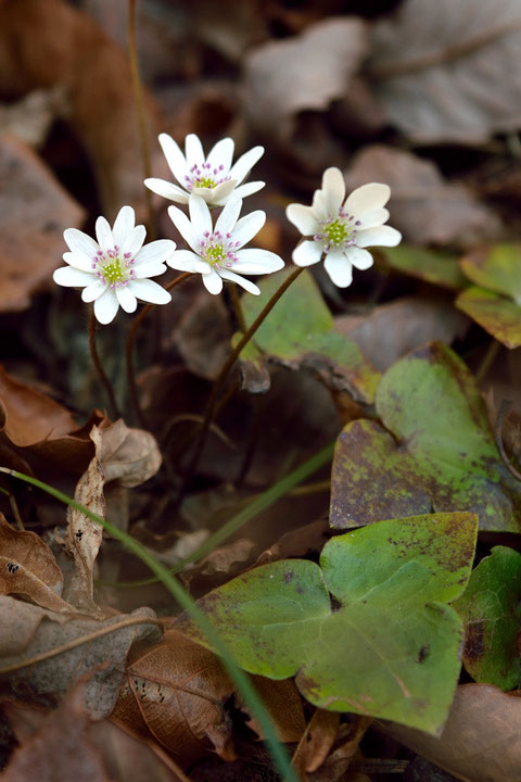 葯が薄紫色の花は、可愛さも際立つようだ