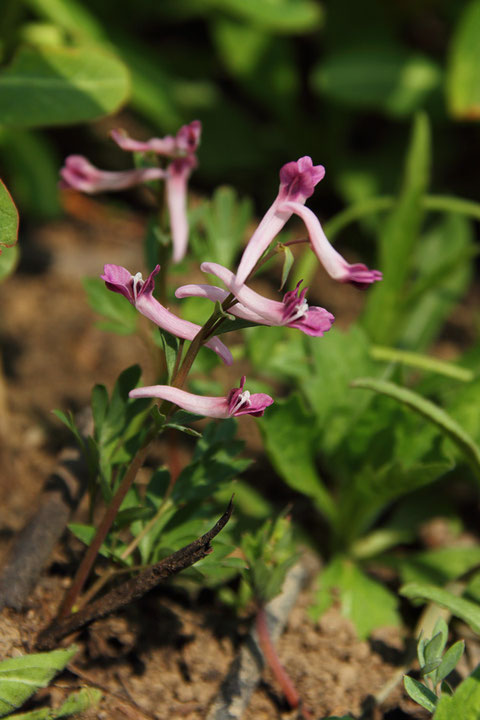 ＃７　ジロボウエンゴサクの花　　　2012.05.05　茨城県 西南部　alt=13m