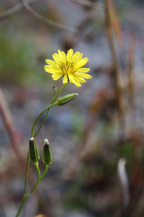 カワラニガナの頭花は1.5〜2cmほど