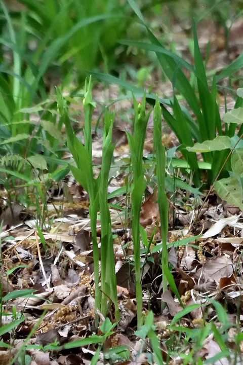 キンラン (金蘭)　ラン科 キンラン属　　例年ならこの状態は4月末〜5月頭だ