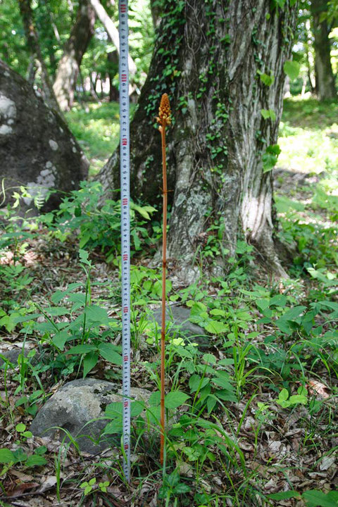 オニノヤガラ (鬼の矢柄)　ラン科 オニノヤガラ属　　実測で高さは78cm