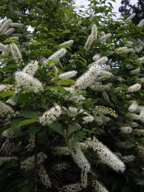 ウワミズザクラ (上溝桜)　バラ科