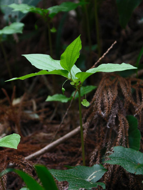 ナベワリ　　花は葉に隠れるように下向きにつきます