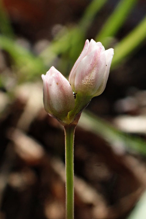 花を2つつけたヒメニラは初めてだったのでもう１枚