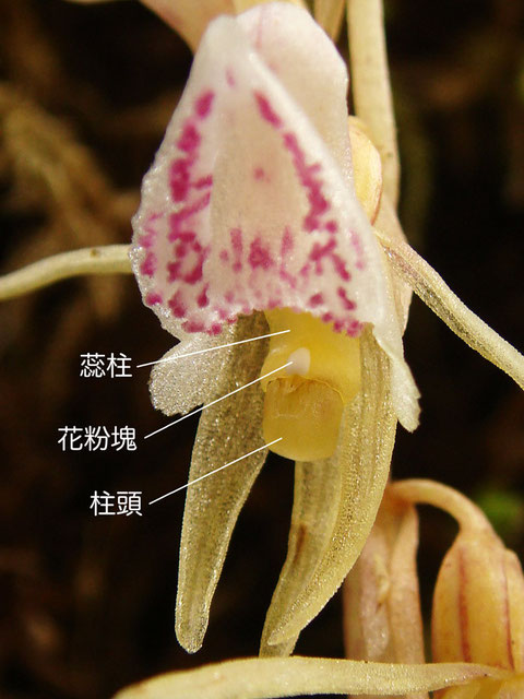 トラキチランの蕊柱（花粉塊、柱頭）