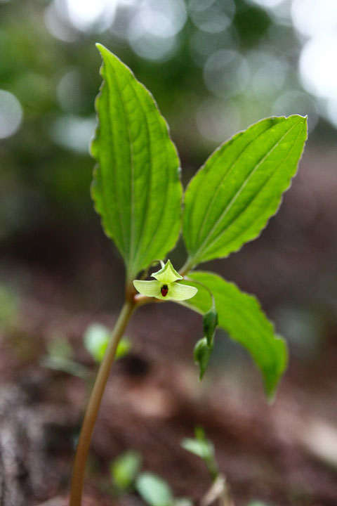 ナベワリ (鍋割)　ビャクブ科 ナベワリ属　　花は下向きにつきます