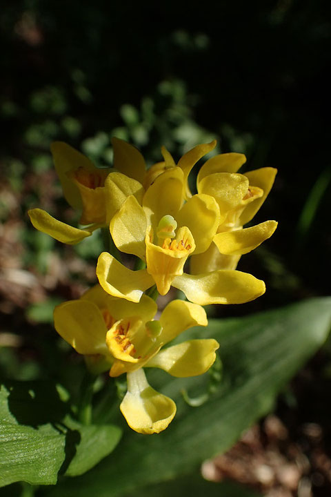 キンランの花　陽光の下で輝いていた