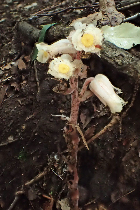 茎や花の色を見ると、シャクジョウソウとはにわかに信じがたい