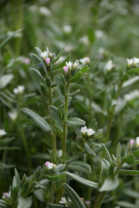 イヌムラサキの茎は直立し、上方で枝分かれして、草丈は30〜50cmほど