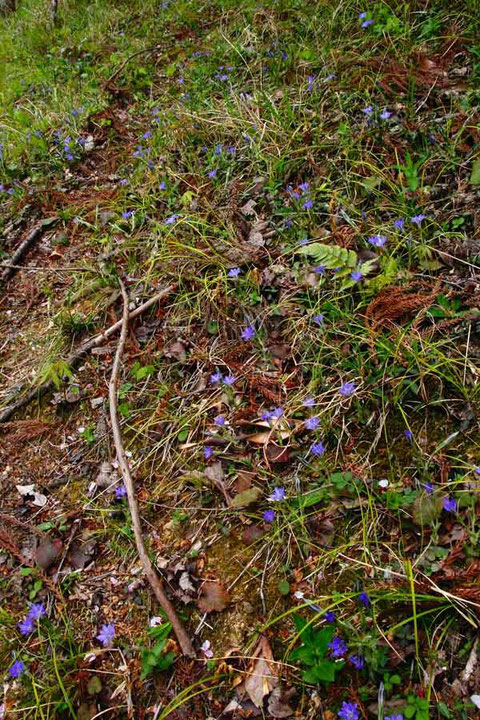 ハルリンドウ　　2014.04.13 13:10頃　静岡県周智郡　alt=110m