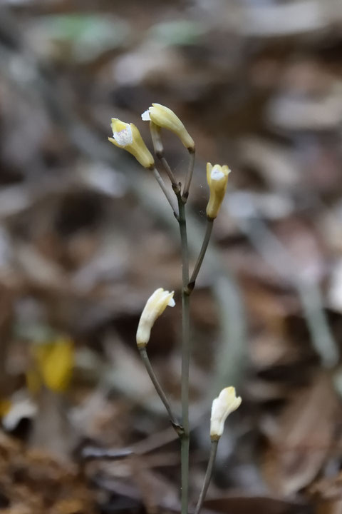 ウスキムヨウラン　　花はほとんど半開のためなかなか中を見ることはできません