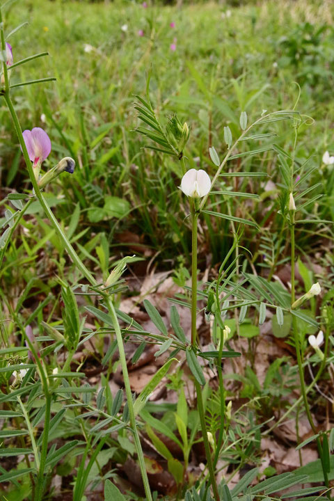 カラスノエンドウ（ヤハズエンドウ）の白花品種　　2014.04.29　茨城県