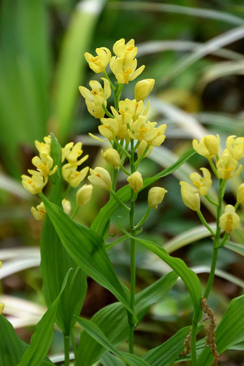 この界隈はキンランが多い　絶滅危惧Ⅱ類の植物とは思えないほど