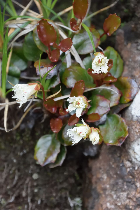 ヒメイワカガミ　開花直後はこのような感じ