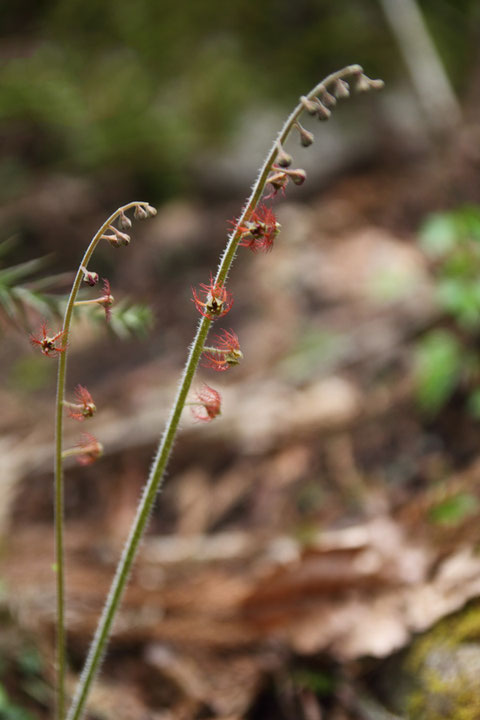 ＃８　ミカワチャルメルソウは、花茎の上部にまばらに花をつけた花序をつくる