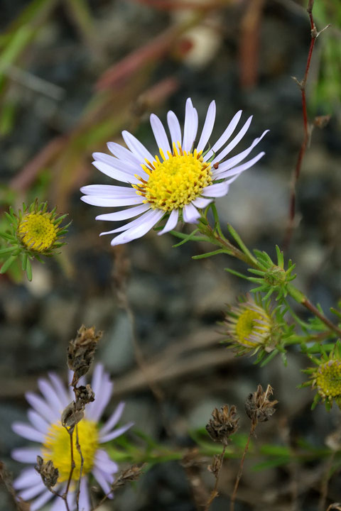 カワラノギクの頭花の直径は3〜4cm