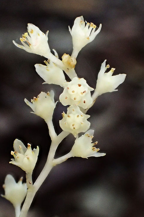 サクライソウの雄しべは6個で、花被内片よりやや短い。　葯は卵形で、花粉は淡黄色