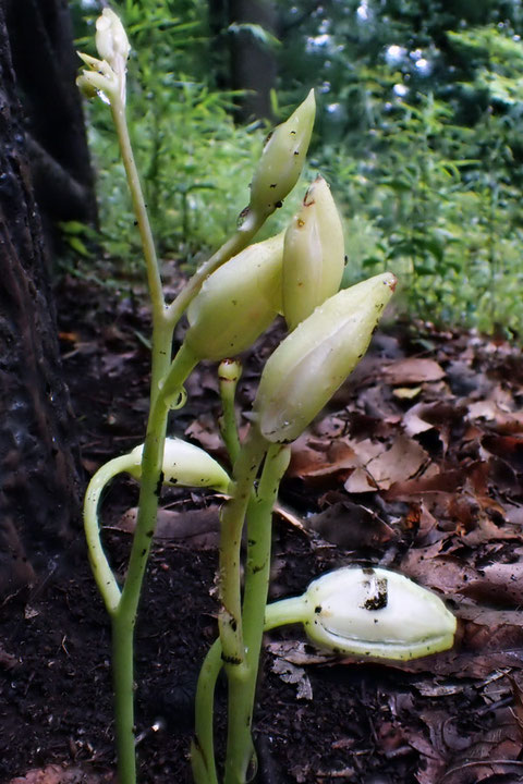 秋咲きサガミランは、間もなく開花しそうです