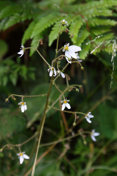 ユキノシタが咲いていた　ひとつだけ異様に大きな花が・・