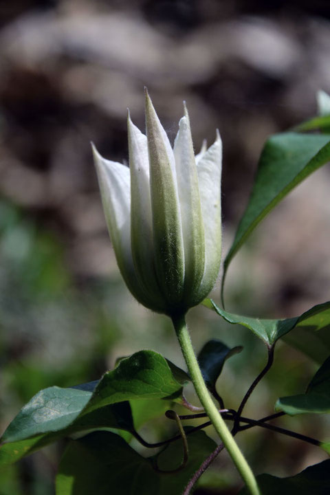 カザグルマの開花が始まった花