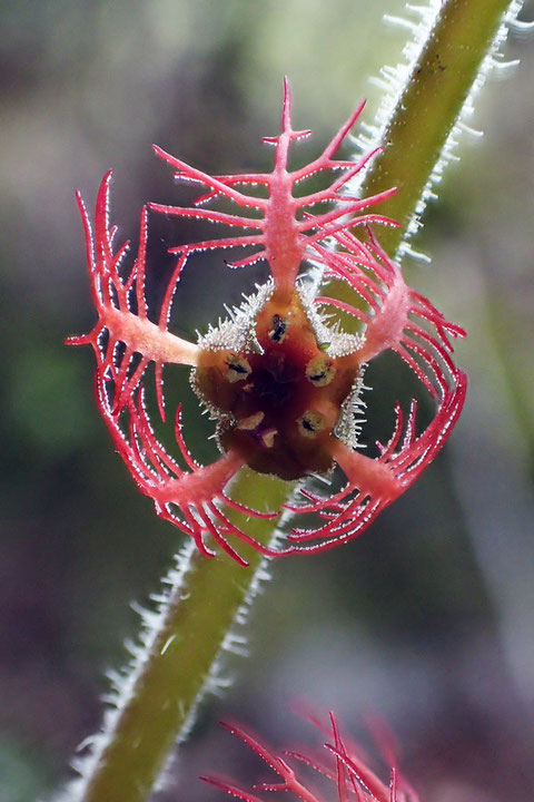 ＃１５　成熟したミカワチャルメルソウの花