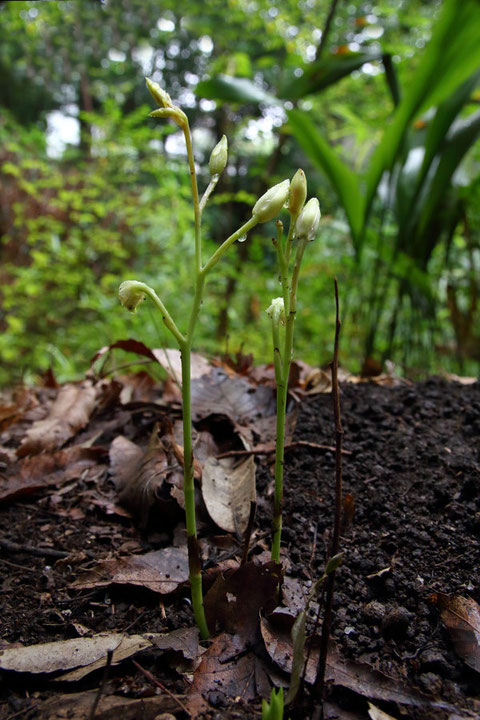 秋咲きサガミランの新株。　7月5日に花を観察した夏咲きの茎が横に残っています