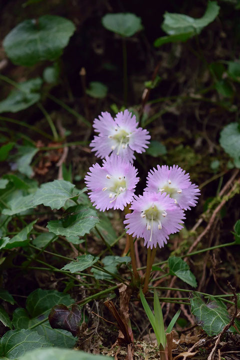 イワウチワ　花の形もかわいい