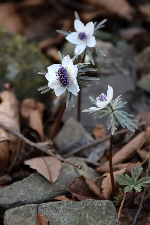 通常の2〜3倍の数の雄しべを持つ花があった。　萼片も多く、形状も歪だった。