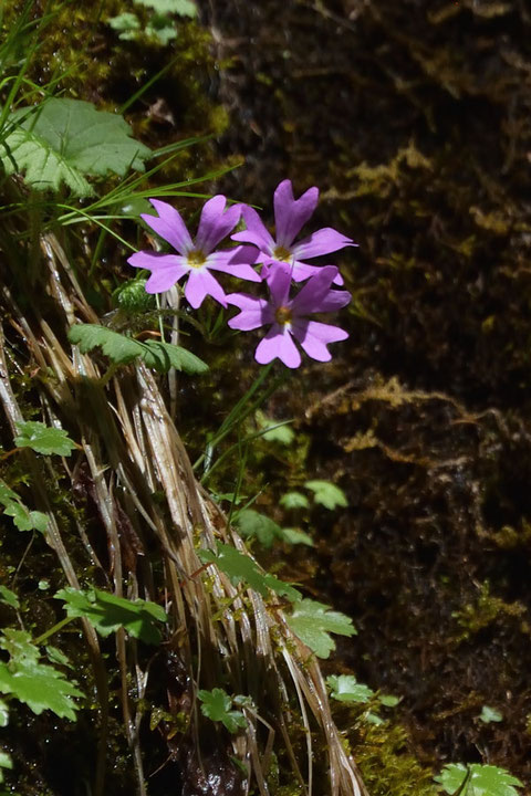 クモイコザクラ　岩壁で垂れ下がるように咲く花が多い中、この花は立ち上がって咲いていた