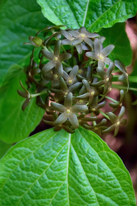 タチガシワ　だんだん色が濃くなってくる。　それにしても花つきがいい！