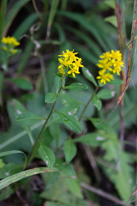 アキノキリンソウ (秋の麒麟草)　キク科 アキノキリンソウ属