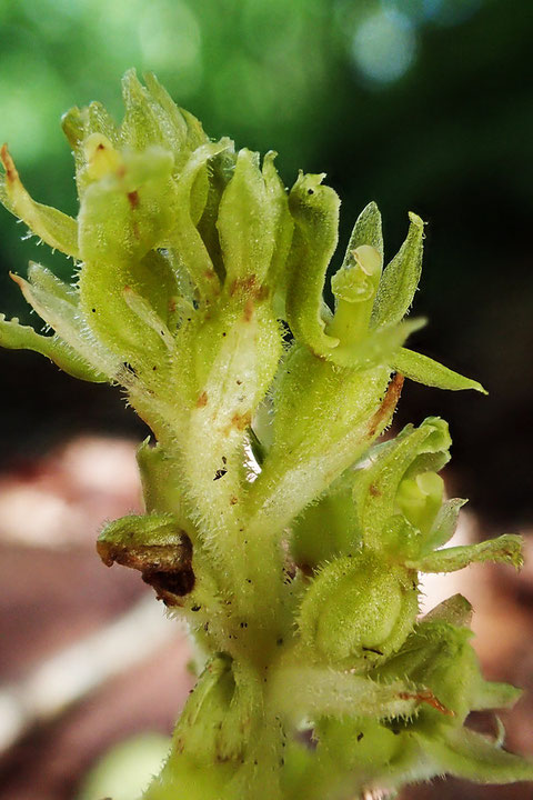 花序や子房には白っぽい短毛が密生します。　萼片にも生えているようです