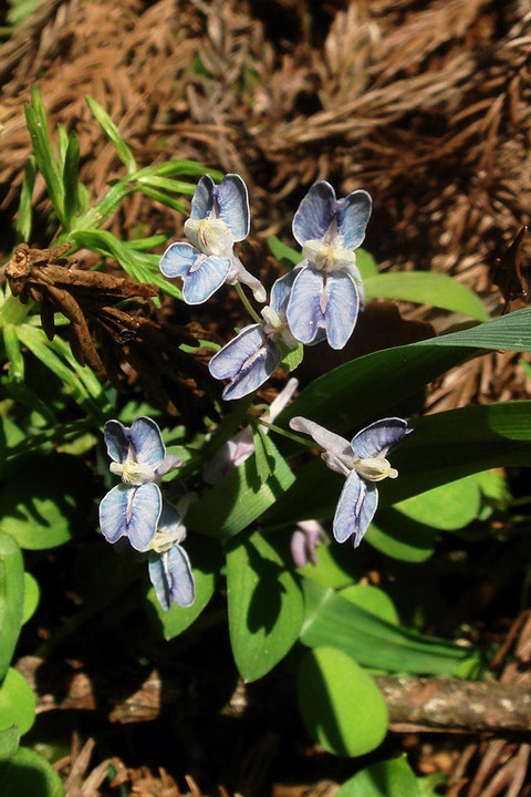 ＃８　花弁をほぼ平開させたミチノクエンゴサク　　　2008.04.05　新潟県