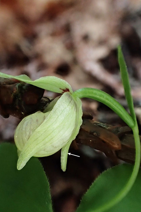 シナノコアツモリソウの花の側面　矢印は合萼片（側萼片2個が合着したもの）